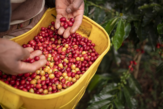 Kaffeekirschen direkt bei der Ernte.