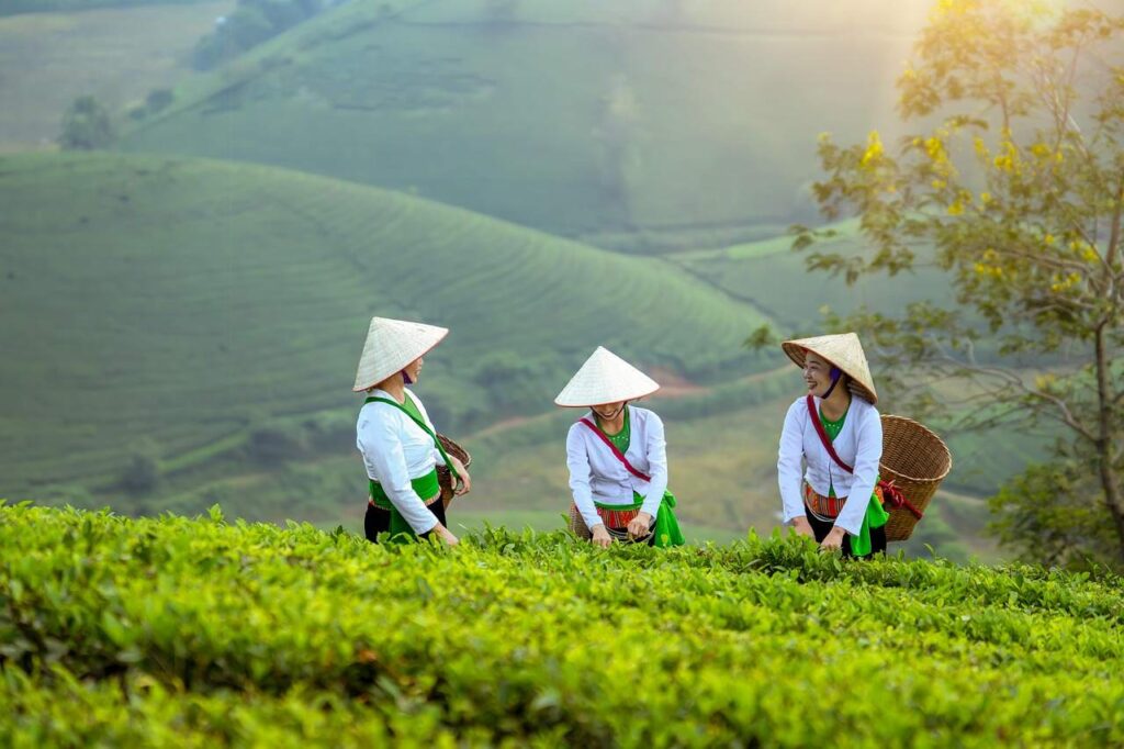 Frauen ernten in Vietnam Tee